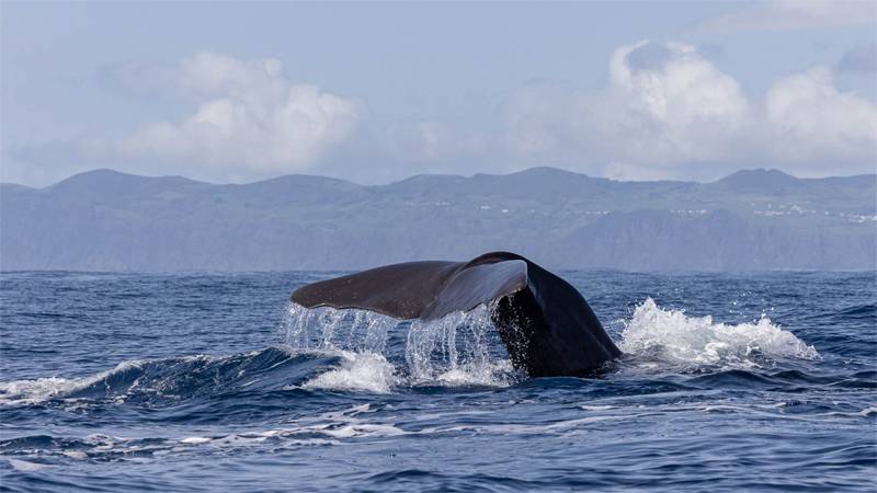Azoren Whale
